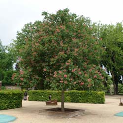 Falso castao de flor roja